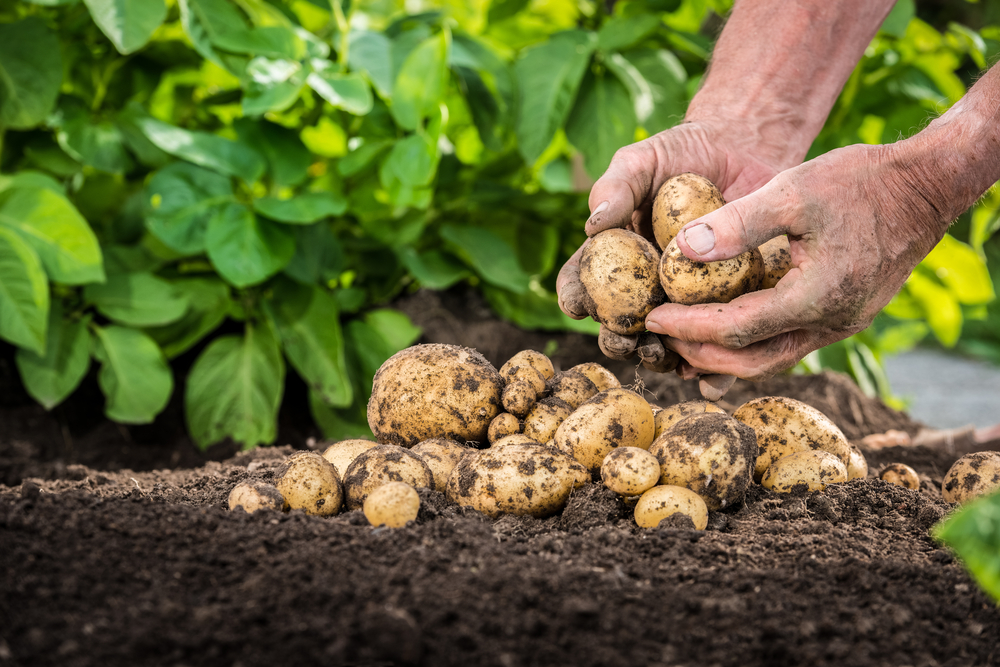 Potatoes in practice