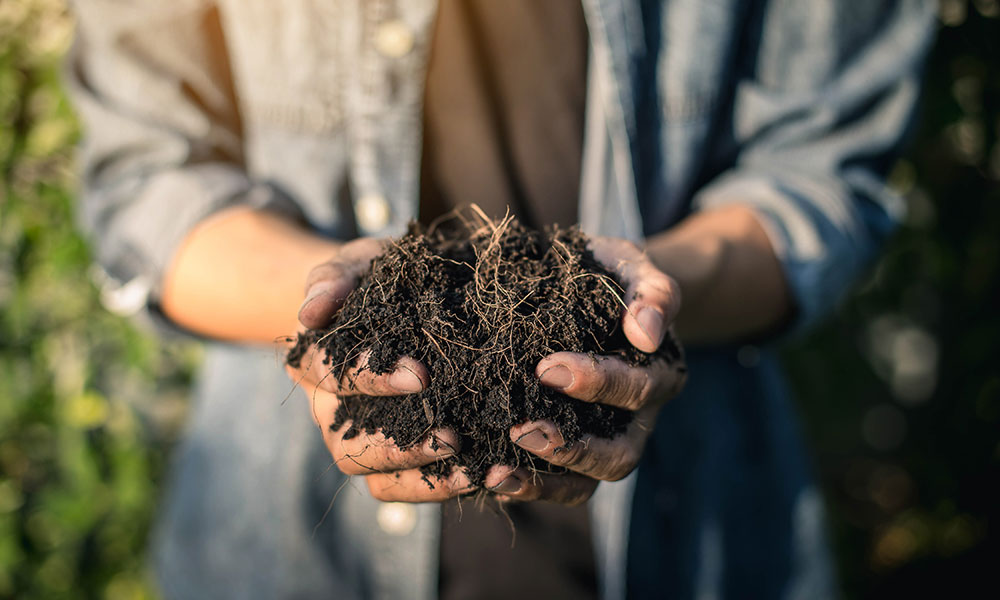 Hand holding soil,Hand dirty with soil, hands holding soil in agricultural field