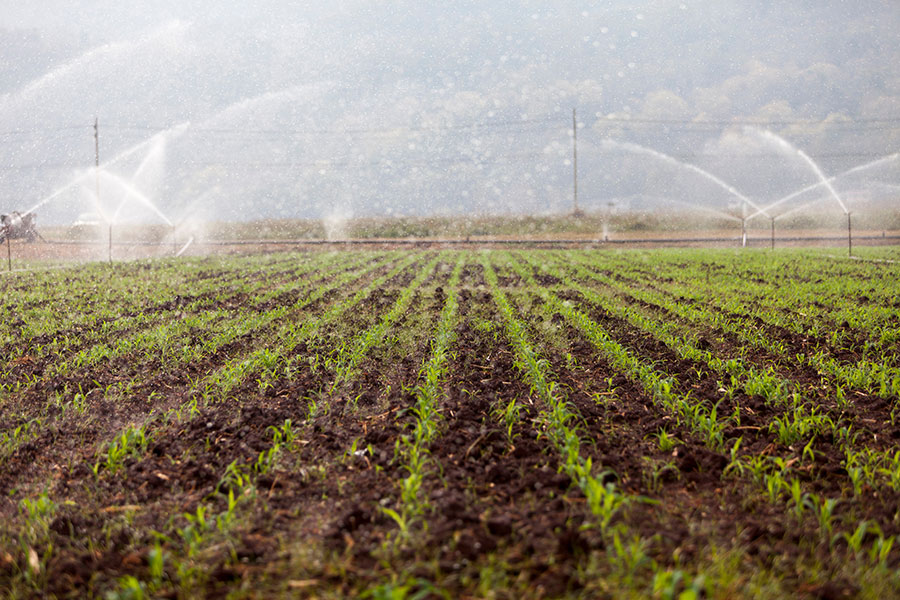 Plants being watered during summer, agricultural productivity