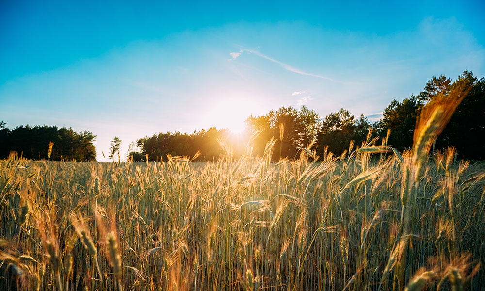 Summer sun shining over agricultural landscape of green wheat field at sunrise in June