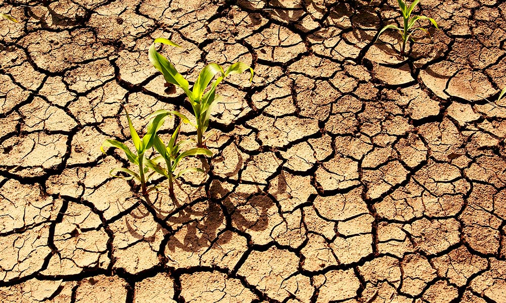 Dry cracked earth with plant struggling for life, drought