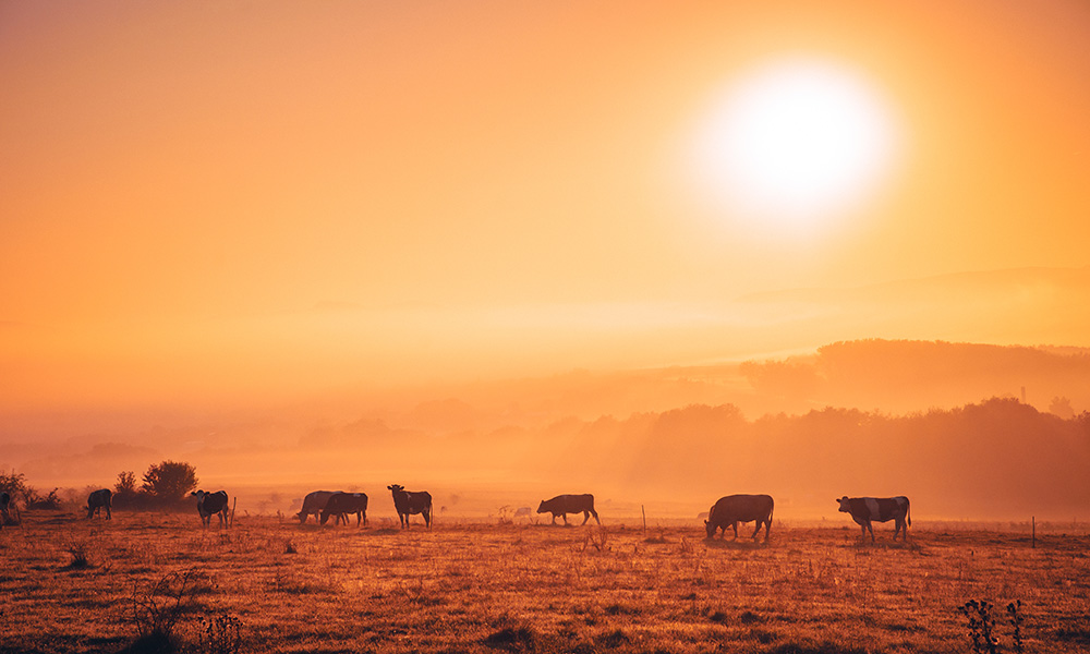 Cows on autumn morning pasture