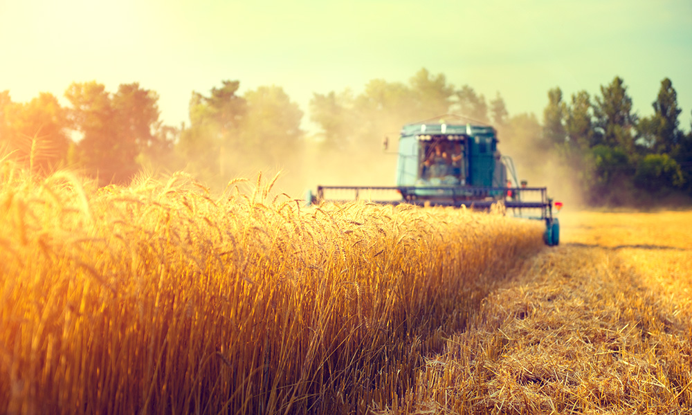 Agricultural contractor operating a hired combine harvester agriculture machine harvesting golden ripe wheat field
