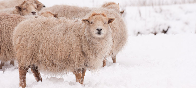 Livestock in winter