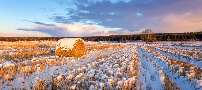 winter-farming