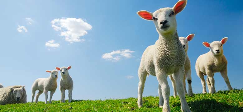 spring lambs