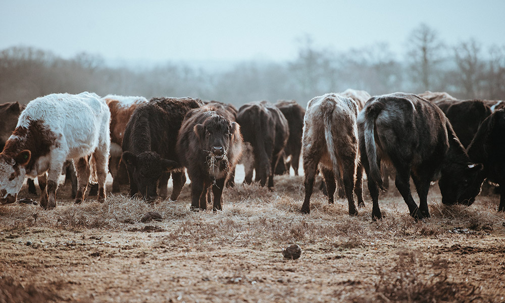Cows grazing on a winter's morning