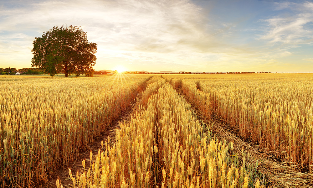 Rural countryside at sunset, field of wheat