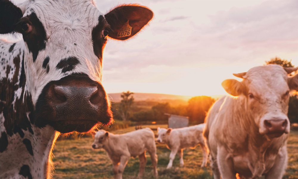 A herd of cows stood in a field at sunset. Agricultural contracting can include livestock management.