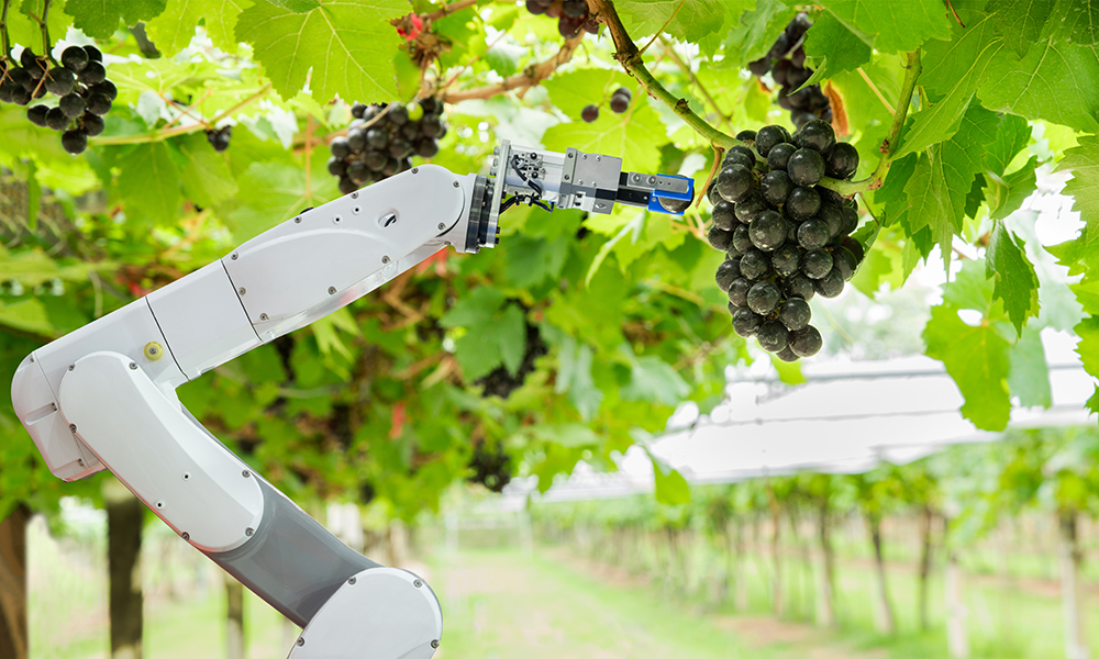 Smart farm concept, an agricultural robot picking grapes. High-tech farming