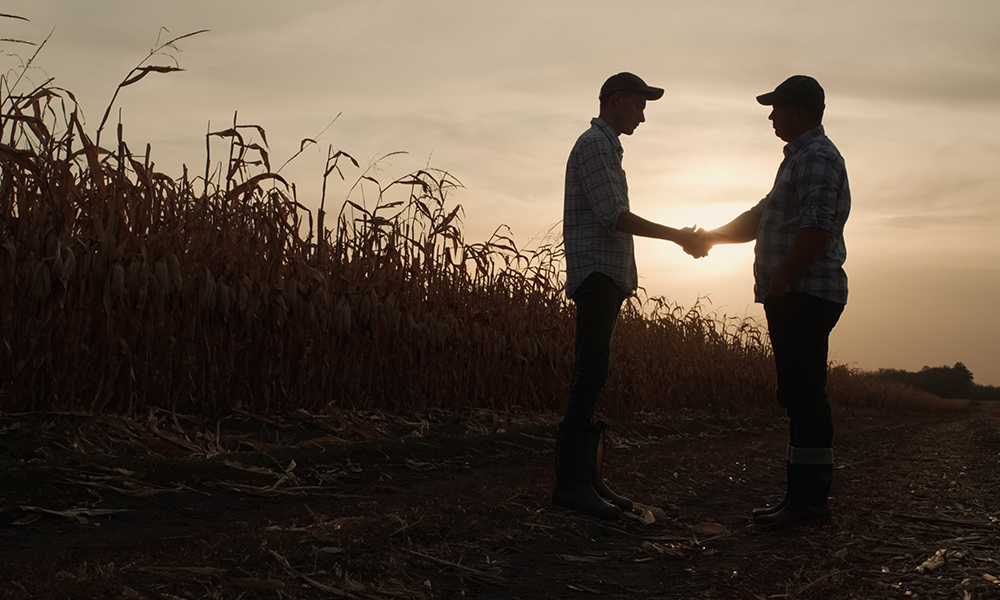 Agricultural contracting in Yorkshire: Two farmers shaking hands against a field of corn at sunset